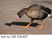 White fronted goose walking along a path at Slimbridge in England	. Стоковое фото, агентство Ingram Publishing / Фотобанк Лори