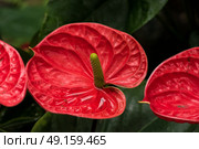 A group of bright Anthurium flowers. Стоковое фото, агентство Ingram Publishing / Фотобанк Лори