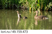Mother duck with duckling trying to fly on river. Стоковое фото, агентство Ingram Publishing / Фотобанк Лори