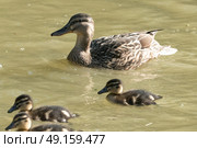 Mother duck with ducklings swimming on canal. Стоковое фото, агентство Ingram Publishing / Фотобанк Лори