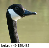 Close up of Canada Goose looking for food on the canal. Стоковое фото, агентство Ingram Publishing / Фотобанк Лори