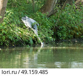 Grey Heron fishing on the canal bank. Стоковое фото, агентство Ingram Publishing / Фотобанк Лори