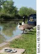 A pair of Canada Geese on the Kennett and Avon Canal by a boat. Стоковое фото, агентство Ingram Publishing / Фотобанк Лори
