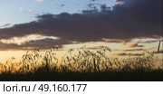 Barley in a field, Lorette, Manitoba, Canada. Стоковое фото, агентство Ingram Publishing / Фотобанк Лори