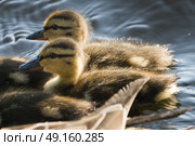 Close-up of ducklings swimming in the lake, Lake of The Woods, Ontario, Canada. Стоковое фото, агентство Ingram Publishing / Фотобанк Лори