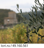 Close-up of plant in farm, Radda in Chianti, Tuscany, Italy. Стоковое фото, агентство Ingram Publishing / Фотобанк Лори