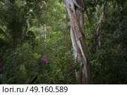 Trees in tropical rainforest, Yelapa, Jalisco, Mexico. Стоковое фото, агентство Ingram Publishing / Фотобанк Лори