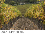 Path between vines in a vineyard, Radda in Chianti, Tuscany, Italy. Стоковое фото, агентство Ingram Publishing / Фотобанк Лори
