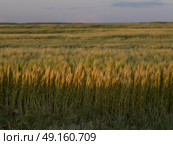 Barley in a field, Lorette, Manitoba, Canada. Стоковое фото, агентство Ingram Publishing / Фотобанк Лори