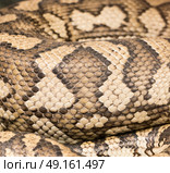 Abstract background of live snake skin coils. Стоковое фото, агентство Ingram Publishing / Фотобанк Лори