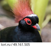 Crested Partridge portrait member of the pheasant family. Стоковое фото, агентство Ingram Publishing / Фотобанк Лори