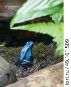 Blue poison dart frog in terrarium. Стоковое фото, агентство Ingram Publishing / Фотобанк Лори
