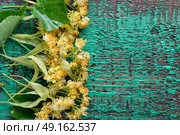 linden leaves and flowers. Petals and linden flowers collected on a wooden old background. Стоковое фото, агентство Ingram Publishing / Фотобанк Лори