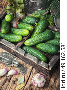 Fresh cucumbers for pickling. Стоковое фото, агентство Ingram Publishing / Фотобанк Лори