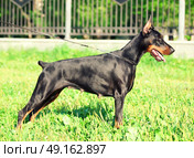 standing purebred doberman. Стоковое фото, агентство Ingram Publishing / Фотобанк Лори