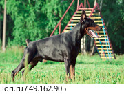 poseing black breed doberman. Стоковое фото, агентство Ingram Publishing / Фотобанк Лори