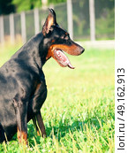 portrait of black breed doberman. Стоковое фото, агентство Ingram Publishing / Фотобанк Лори
