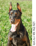 portrait of black breed doberman. Стоковое фото, агентство Ingram Publishing / Фотобанк Лори