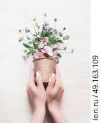 Female hand holding flowers pot with floral arrangements on white wooden background. Gardening and flowers still life concept. Стоковое фото, агентство Ingram Publishing / Фотобанк Лори