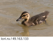 Baby Duckling swimming on river. Стоковое фото, агентство Ingram Publishing / Фотобанк Лори