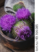 Beautiful milk thistle flower. Wild medicinal plant thistle on wooden surface. Стоковое фото, агентство Ingram Publishing / Фотобанк Лори
