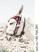 in petra jordan a donkey waiting for the tourist near the antique mountain. Стоковое фото, агентство Ingram Publishing / Фотобанк Лори