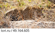 blur in south africa kruger natural park wild leopard resting after hounting. Стоковое фото, агентство Ingram Publishing / Фотобанк Лори