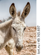 in petra jordan a donkey waiting for the tourist near the antique mountain. Стоковое фото, агентство Ingram Publishing / Фотобанк Лори