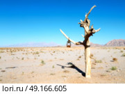 in iran blur old dead tree in the empty desert of persia lamp oil on branch. Стоковое фото, агентство Ingram Publishing / Фотобанк Лори