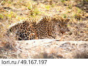 blur in south africa kruger natural park wild leopard resting after hounting. Стоковое фото, агентство Ingram Publishing / Фотобанк Лори