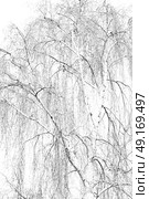 branches of willow weeping in the sky background. Стоковое фото, агентство Ingram Publishing / Фотобанк Лори