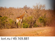 blur in south africa   kruger  wildlife    nature  reserve and  wild giraffe. Стоковое фото, агентство Ingram Publishing / Фотобанк Лори