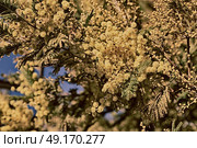 in south africa  wildlife  mimosa  plant and tree in the national park. Стоковое фото, агентство Ingram Publishing / Фотобанк Лори