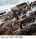 blur in south africa   betty’s bay wildlife  nature  reserve birds  penguin and rocks. Стоковое фото, агентство Ingram Publishing / Фотобанк Лори