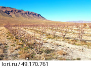 in   valley  morocco   africa the atlas dry  mountain   ground isolated hill . Стоковое фото, агентство Ingram Publishing / Фотобанк Лори