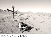 chair in iran blur old dead tree in the empty desert of persia lamp oil on branch. Стоковое фото, агентство Ingram Publishing / Фотобанк Лори