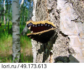 Butterfly Nymphalis antiopa, Siberian forest, Omsk region. Стоковое фото, фотограф Александр Карпенко / Фотобанк Лори