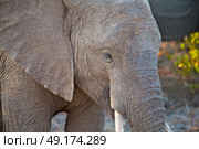 blur in south africa   kruger  wildlife  nature  reserve and  wild elephant. Стоковое фото, агентство Ingram Publishing / Фотобанк Лори