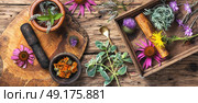 set healthy herbs. large assortment of curative herbs and plants in a wooden box. Стоковое фото, агентство Ingram Publishing / Фотобанк Лори