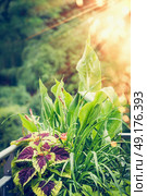 Beautiful  leaves plants: Coleus, canna, daylily, Many flowers with splashes of color on balcony or terrace in sunset light. Стоковое фото, агентство Ingram Publishing / Фотобанк Лори