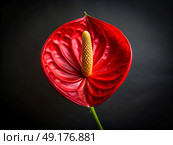 A stunning red anthurium with glossy petals and a contrasting yellow spadix captures attention in low light, showcasing nature\'s exquisite detail and vibrant color. Стоковое AI-изображение, AI-художник Ольга Игнашина / Фотобанк Лори