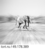 blur in south africa   kruger  wildlife  nature  reserve and  wild elephant. Стоковое фото, агентство Ingram Publishing / Фотобанк Лори