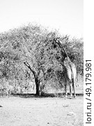 blur in south africa    kruger  wildlife    nature  reserve and  wild giraffe. Стоковое фото, агентство Ingram Publishing / Фотобанк Лори