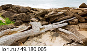 blur  in south africa    branch dead  tree coastline of st lucia and winter season. Стоковое фото, агентство Ingram Publishing / Фотобанк Лори