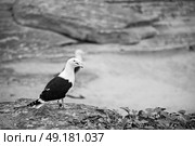 seagull   in south africa   coastline cape of good hope  and natural park reserve. Стоковое фото, агентство Ingram Publishing / Фотобанк Лори