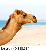 in oman empty quarter of desert a free dromedary near the  sea. Стоковое фото, агентство Ingram Publishing / Фотобанк Лори