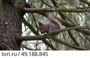 Дикая голодная белка грызет орех. Подмосковье. Май. A wild hungry squirrel gnaws a nut. Moscow region. May. Стоковое видео, видеограф Горшков Александр / Фотобанк Лори
