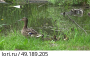 Дикая утка присматривает за утятами на берегу лесного болота. Май. A wild duck looks after ducklings on the shore of a forest swamp. May. Стоковое видео, видеограф Горшков Александр / Фотобанк Лори