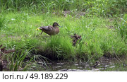 Дикая утка присматривает за утятами на берегу лесного болота. Май. A wild duck looks after ducklings on the shore of a forest swamp. May. Стоковое видео, видеограф Горшков Александр / Фотобанк Лори