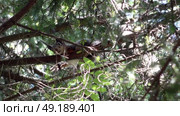 Уставшая дикая белка лежит на ветке дерева в лесу. Подмосковье. Май. A tired wild squirrel lies on a tree branch in the forest. Moscow region. May. Стоковое видео, видеограф Горшков Александр / Фотобанк Лори